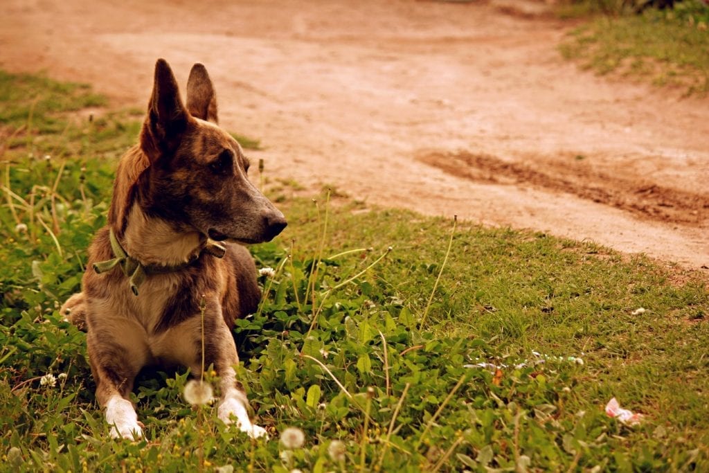 Celebrating the K-9 Veterans on K-9 Veterans Day | Dog Training In Your Home Myrtle Beach